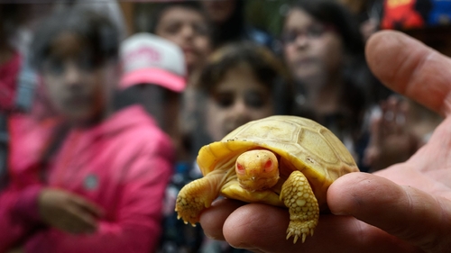 Latest company news about Bayi kura-kura raksasa Galapagos yang langka dan belum pernah terlihat muncul di kebun binatang Swiss