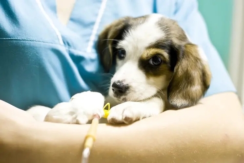 Latest company news about Virus misterius membunuh lusinan anjing — kebanyakan anak anjing di Michigan