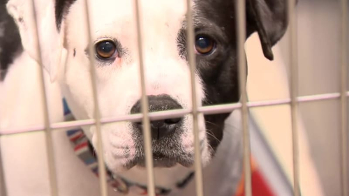 Latest company news about Parvo disalahkan atas lusinan kematian anjing di Michigan: Apa yang harus diketahui pemilik hewan peliharaan