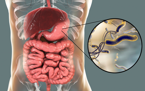 Berita perusahaan terbaru tentang Helicobacter pylori: Menemukan Penyebab Kesehatan Perut