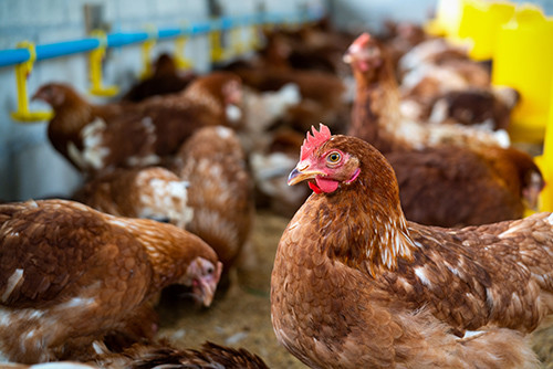 Berita perusahaan terbaru tentang Ancaman Baru: Kasus Manusia Ketiga H5N1 Dikonfirmasi
