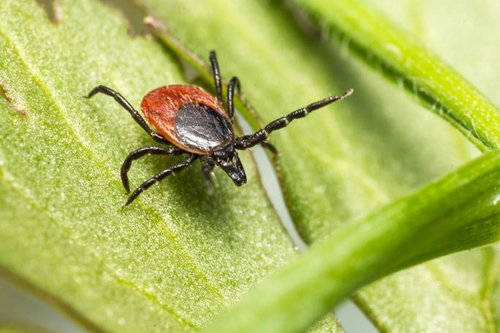 Berita perusahaan terbaru tentang Memahami Penyakit Lyme: Penyebab, Gejala, dan Pencegahan